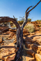 Dried out tree in Kings Canyon 