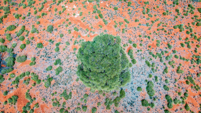 Desert oak in outback Australia with Mount Connor