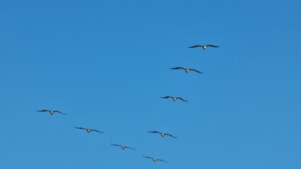 flock of seagulls