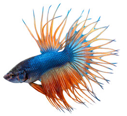 betta fish isolated on white background. PNG file.