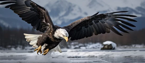 Fototapeten Eagle struggling with a raven in flight With copyspace for text © 2rogan