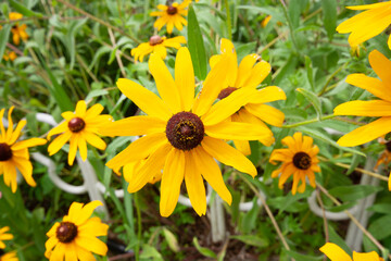daisy flower field