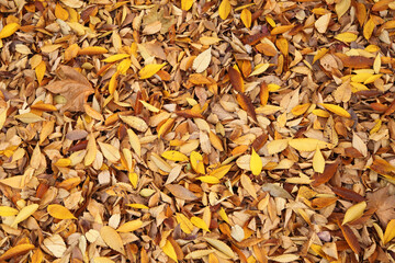 fallen leaves