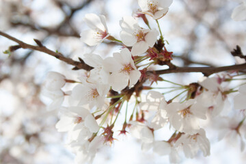 cherry blossom tree