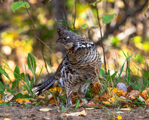 Ruffed grouse in the woods