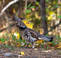 Ruffed grouse on the ground