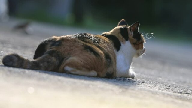 Cute cat sit on the ground in the park. Selective focus.
