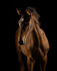 Elegant horse portrait on black backround. horse head isolated on black.
Portrait of stunning beautiful horse isolated on dark background.
 horse portrait close up on black background. Studio shot .
