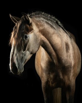 Elegant horse portrait on black backround. horse head isolated on black.
Portrait of stunning beautiful horse isolated on dark background.
 horse portrait close up on black background. Studio shot .
