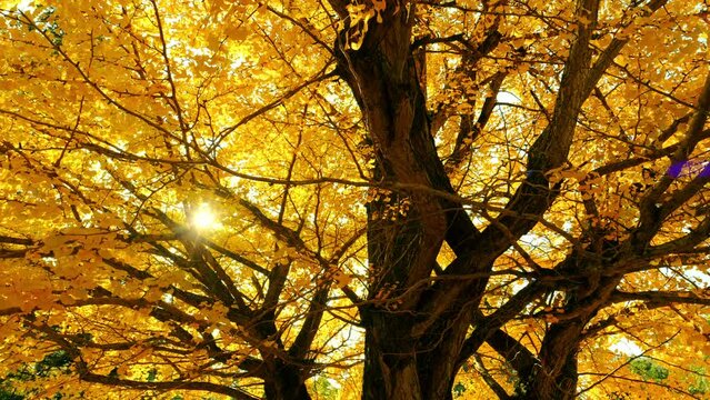 Dramatic view of yellow gingko leaves blowing in wind in autumn or fall, Nature or landscape, Nobody