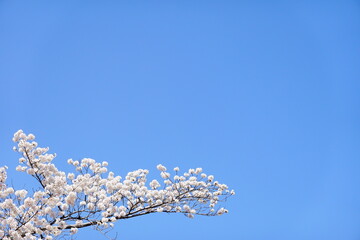 春空と桜の背景