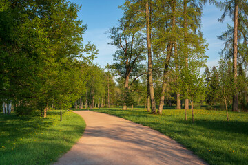View of the alley in Gatchinsky Park on a sunny summer day, Gatchina, Leningrad region, Russia - obrazy, fototapety, plakaty
