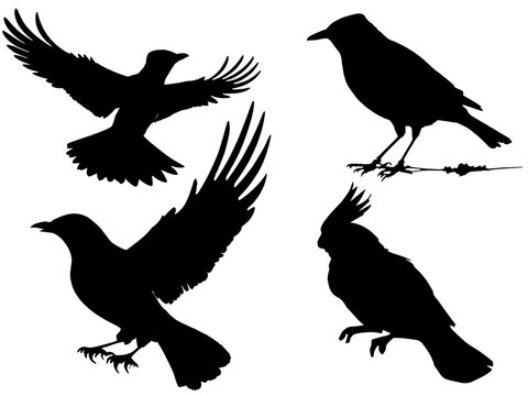 silhouettes of small birds