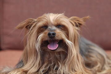 portrait of a silky terrier