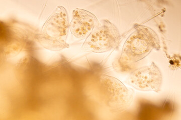 Study of Protozoa and Algae under the microscope for education.