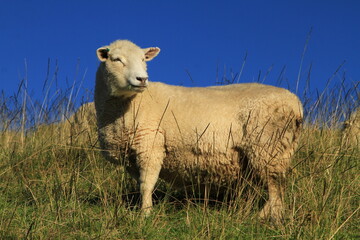 Obraz premium Happy Lamb