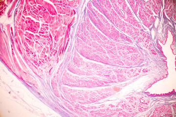Histological Rectum human, Gall bladder human and Urethra Human under the microscope for education.
