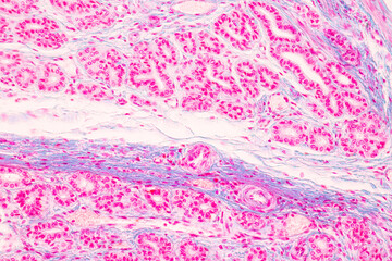Histological Rectum human, Gall bladder human and Urethra Human under the microscope for education.