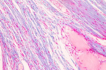 Histological Rectum human, Gall bladder human and Urethra Human under the microscope for education.