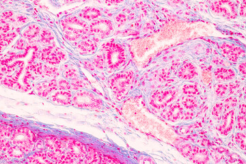 Obraz premium Histological Rectum human, Gall bladder human and Urethra Human under the microscope for education.