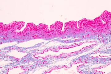 Histological Rectum human, Gall bladder human and Urethra Human under the microscope for education.