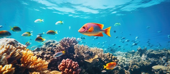 Fototapeta na wymiar Snorkeling captures tropical seascape with colorful corals and fish With copyspace for text