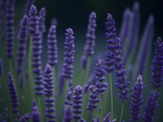 close up of lavender flowers Generative Ai