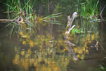 Tree stump emerging from a pond surrounded by aquatic plants