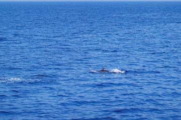 Fototapeta premium Dolphin group swim on sea surface with no wave and blue day sky background landscape