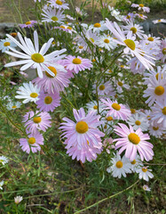 Fototapeta premium Gujeolcho, chrysanthemum flower types, close-up, fall flowers,
