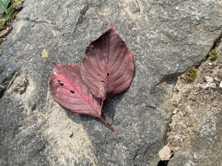 Two red fallen leaves, close-up, beginning of fall