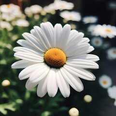 Fototapeta premium daisy in the garden