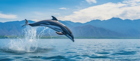 On June 18 20220 in Hualien a playful Chinese dolphin on a whale watching boat quickly captures vibrant photographs of the ocean s natural beauty With copyspace for text