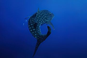 Whale sharks (Rhincodon typus), a rare big and giant fish swim slow underwater with clearly sharp...