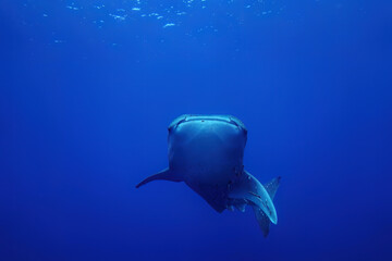 Whale sharks (Rhincodon typus), a rare big and giant fish swim slow underwater with clearly sharp...