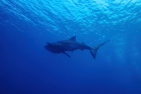 Whale sharks (Rhincodon typus), a rare big and giant fish swim slow underwater with clearly sharp skin pattern and clear blue sea background landscape