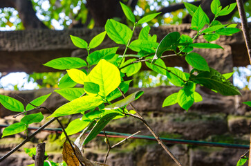 In March, the trees emitted fresh green leaves, revealing the brilliance of life under the sunlight.