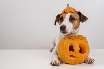 Jack Russell Terrier dog with a pumpkin cap and a jack-o-lantern on a white background.