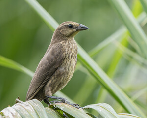 Molothrus bonariensis