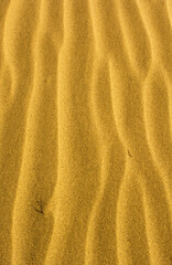 Rippled sand texture background