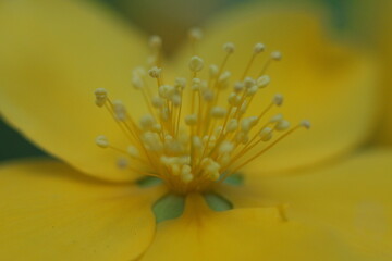 アップのセイヨウオトギリソウ