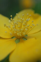 アップのセイヨウオトギリソウ