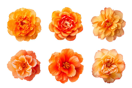 Selection of various orange color flowers isolated on a transparent background