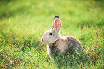 Charming Little Rabbit Enjoying and playing on Green Grass. Small Bunny in the Warm Glow of a Summer Sunset.