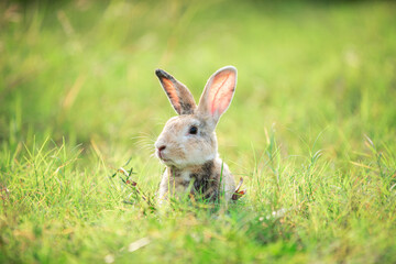 Charming Little Rabbit Enjoying and playing on Green Grass. Small Bunny in the Warm Glow of a Summer Sunset.