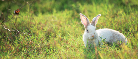 Charming Little Rabbit Enjoying and playing on Green Grass. Small Bunny in the Warm Glow of a...