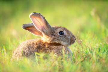 Charming Little Rabbit Enjoying and playing on Green Grass. Small Bunny in the Warm Glow of a...