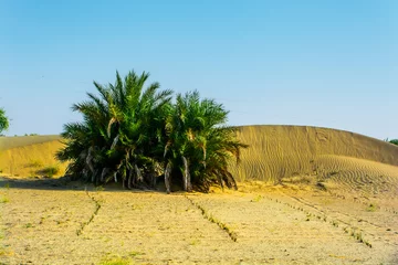 Fotobehang Date trees grove in the Arabian desert © Hussain