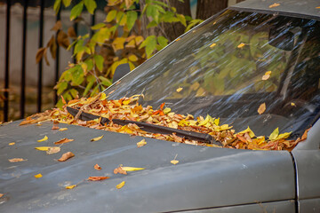 Yellow leaves on the hood of a car on an autumn day