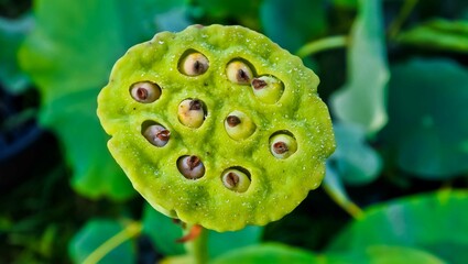 close up view of lotus flowers in pond